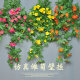 Decorative simulation daisy flower rattan fake flower wall hanging orchid