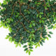 Simulated elm leaves, glued fake branches, leaves, green plants