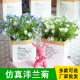 Chamomile simulated flower decoration living room dining table flower decoration