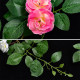 Simulated rose rattan fake flower rattan ceiling decoration