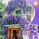 Simulated Arbor Wisteria Flower Landscape Decoration Painting