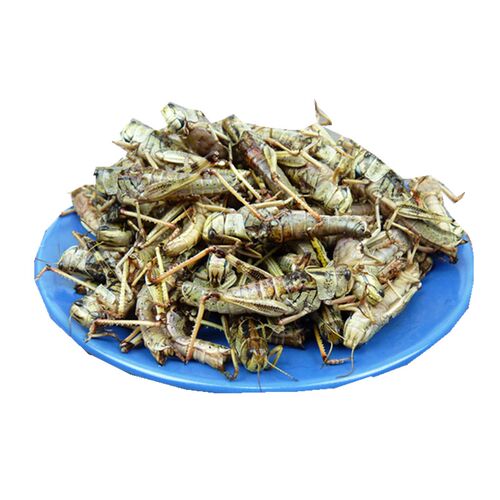 新鲜纯母飞蝗 个个带籽 去掉翅膀 蚱蜢 雌蝗虫纯母昆虫宴冷冻全母 - 图3