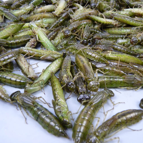 新鲜水蝎子食用昆虫水蜻蜓 生鲜运输 佐酒佳品昆虫记 - 图3