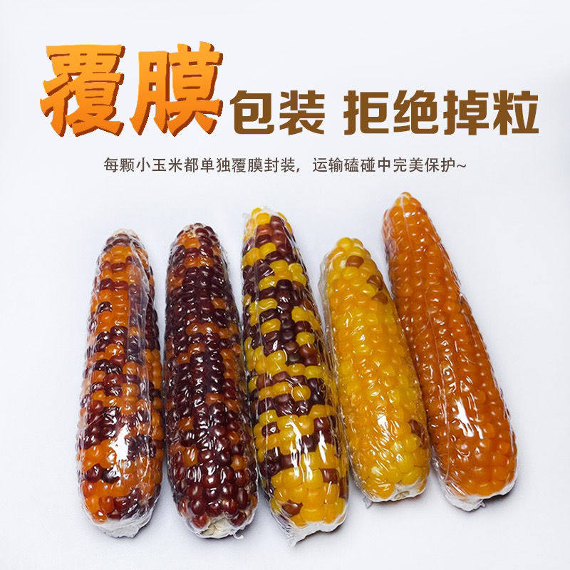 包邮仓鼠磨牙棒小玉米零食小玉米金丝熊花枝鼠兔子龙猫磨牙玉米棒,淘宝优惠券,粉丝福利购,淘宝优惠卷