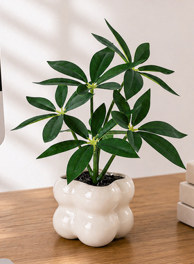 高级感绿植花卉办公室内小盆栽