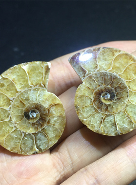 天然男女螺化石吊坠标本科普收藏