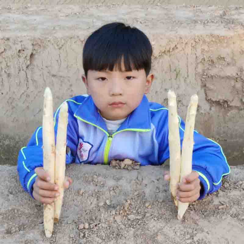 3斤包邮现挖新鲜芦笋白芦笋农家种植绿色原生态蔬菜山东特产1500g - 图2