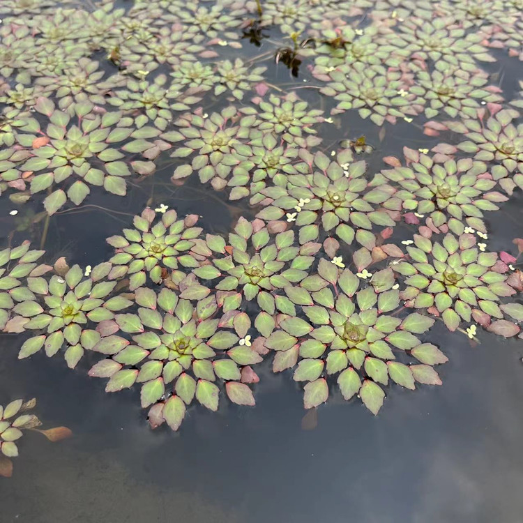 浮萍水草植物鱼缸水上烟花黄花菱水上面真一叶莲水葫芦香蕉草 - 图1