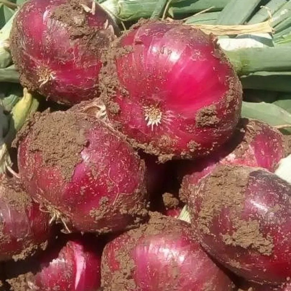 小洋葱云南紫皮小红洋葱头圆葱葱头新鲜应季蔬菜农家甜可生吃除味 - 图3