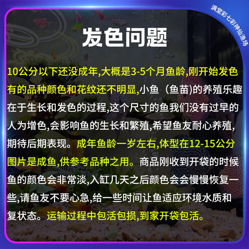 渔场直邮七彩神仙鱼热带观赏鱼6-7cm活体鱼苗包邮包活天子蓝红妃 - 图1