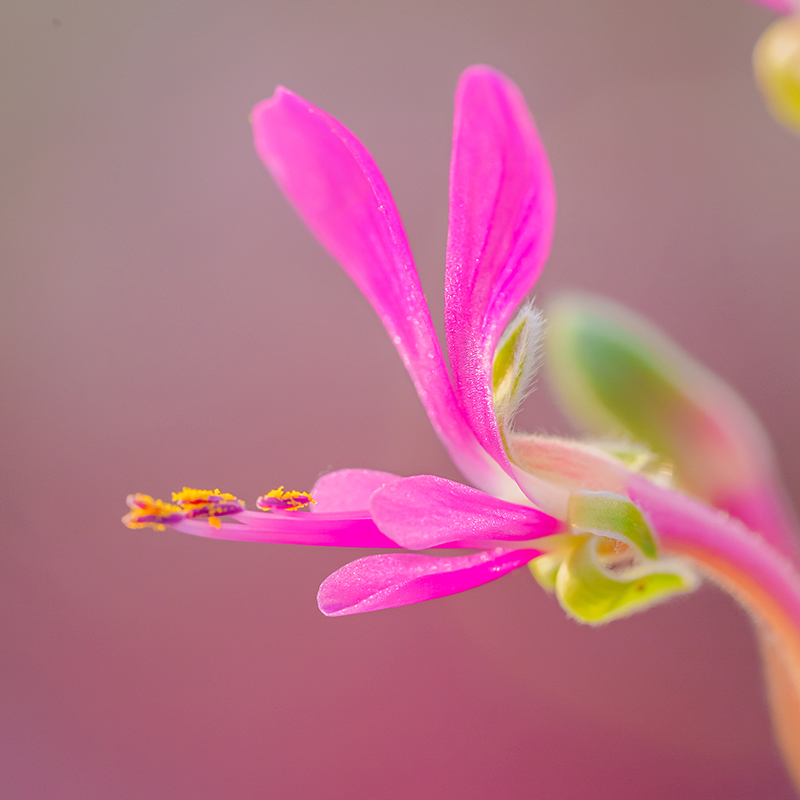 红花洋葵 Pelargonium incrassatum红花厚茎洋葵多肉植物块根-图2