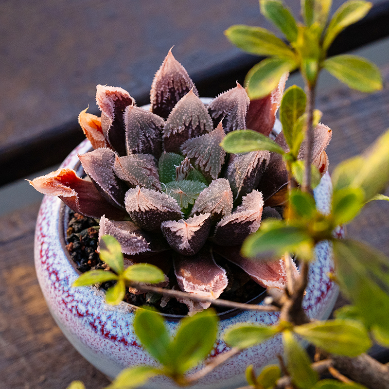 白帝城 瓦苇属十二卷属多肉植物透窗Haworthia Hakutei-jyo - 图1