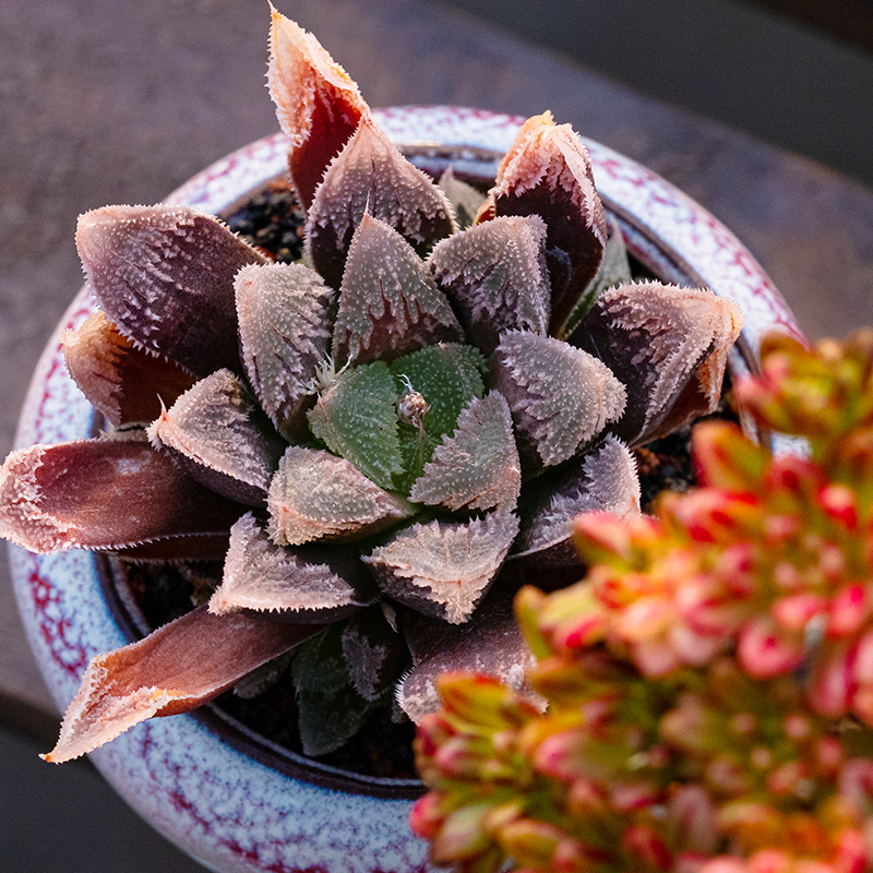 白帝城 瓦苇属十二卷属多肉植物透窗Haworthia Hakutei-jyo - 图0