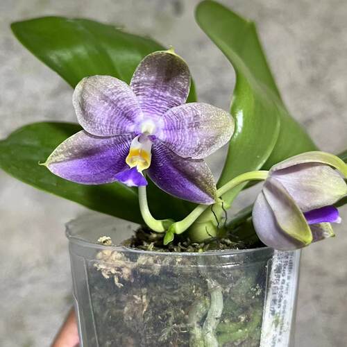 蝴蝶兰鲜花组盆直播专拍链接尚艺兰业 - 图1