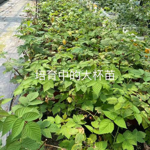 当年结果双季红黄树莓盆苗大杯苗阳台露台庭院种植 - 图1