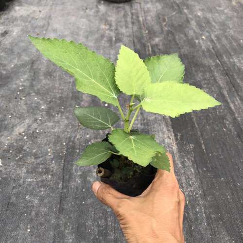 小鱼儿花园 无花果扦插杯苗庭院阳台盆栽树苗好种好养活 - 图2