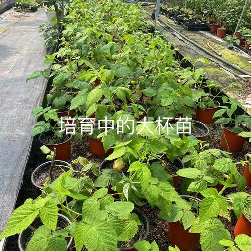 当年结果双季红黄树莓盆苗大杯苗阳台露台庭院种植 - 图0