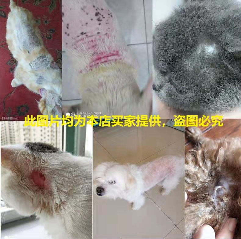 金盾皮特芬喷剂猫咪猫癣专用药猫藓外用药狗狗皮肤病狗狗癣软膏 - 图1