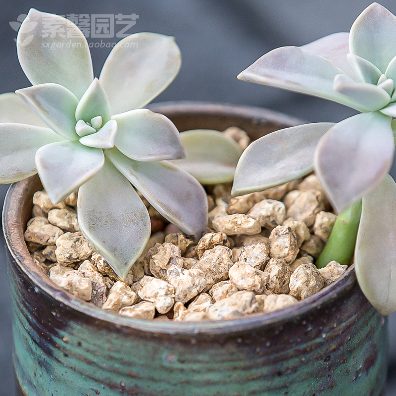 黄金软麦饭石 多肉植物专用种植颗粒土 矿区直