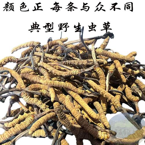 西藏顺丰包邮5克 西藏那曲虫草 冬虫夏草野生 纯野生虫草童叟无欺 - 图1