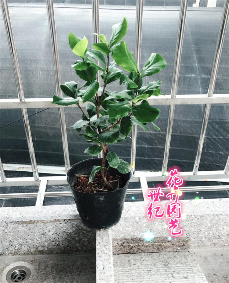 叶奇花奇之名贵茶花-皱叶奇花既可观花又可赏叶值得广大花友收藏