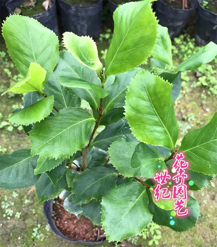 叶奇花奇之名贵茶花-皱叶奇花既可观花又可赏叶值得广大花友收藏