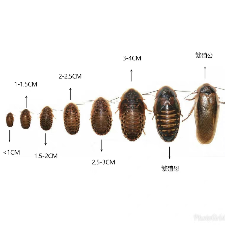 杜比亚蟑螂活体幼体亚成各种规格蜥蜴龙鱼鬃狮蜥豹纹守宫饲料包邮 - 图0