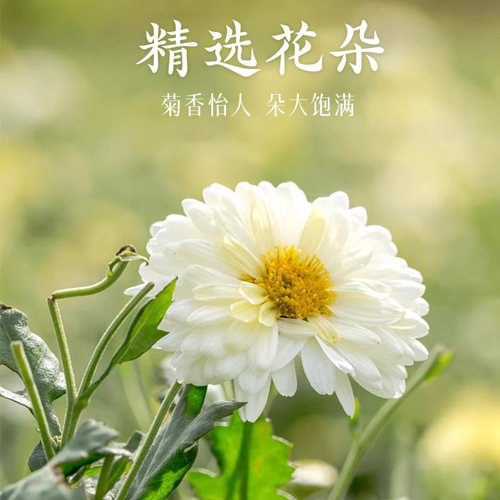 2025新花西湖牌杭白菊150g桐乡特级菊花茶花草茶搭决明子枸杞龙井 - 图3