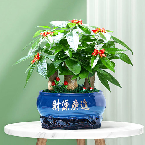发财树盆栽树桩招财室内大型绿植开业送礼前台大号金钱树四季常青 - 图0