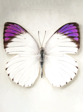 Colotis regina&ione 女皇柯粉蝶和紫袖柯粉蝶蝴蝶标本未展翅原蝶