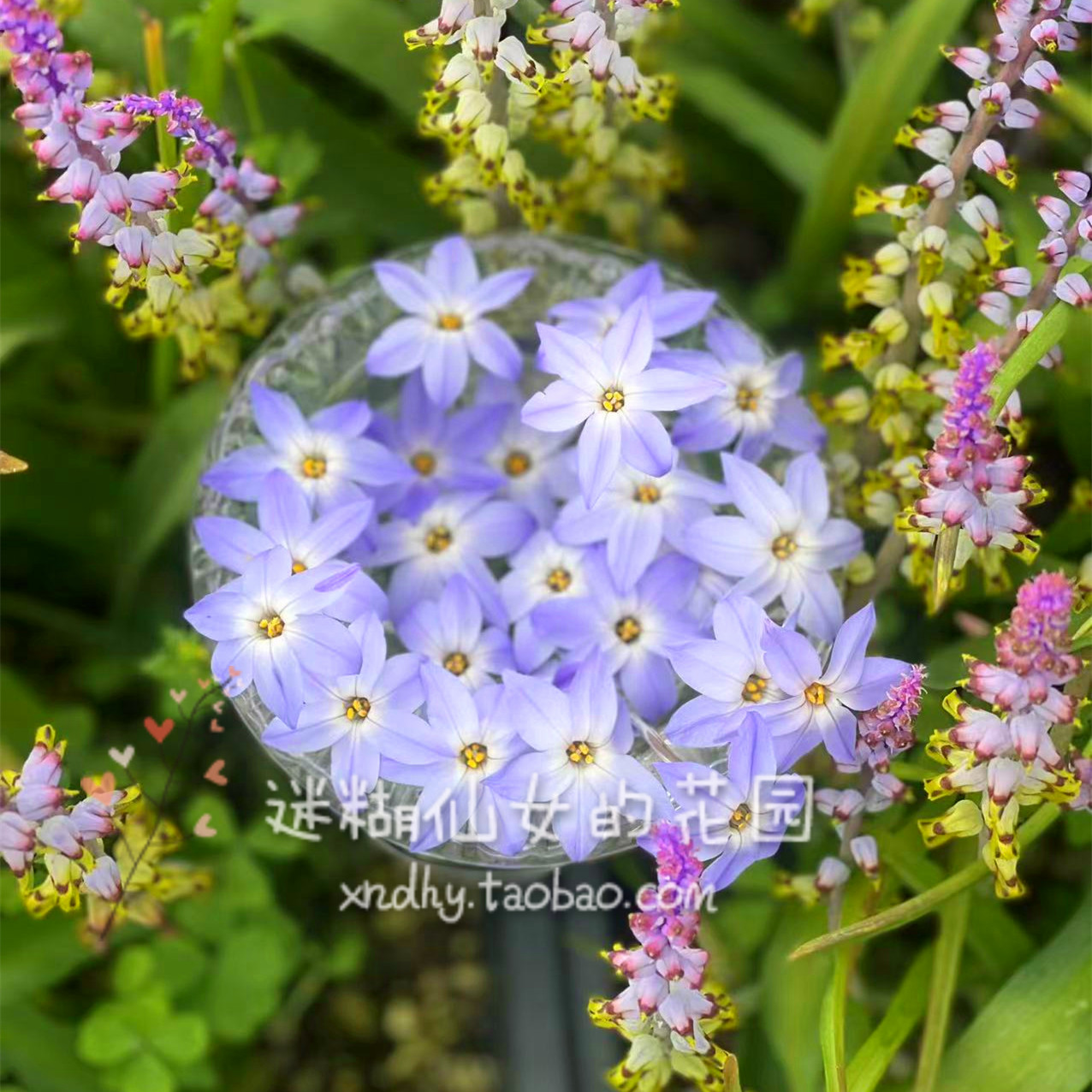 迷糊仙女【10球装】蓝紫色花韭‘Froyle Mill'弗洛伊磨坊球根植物 - 图1