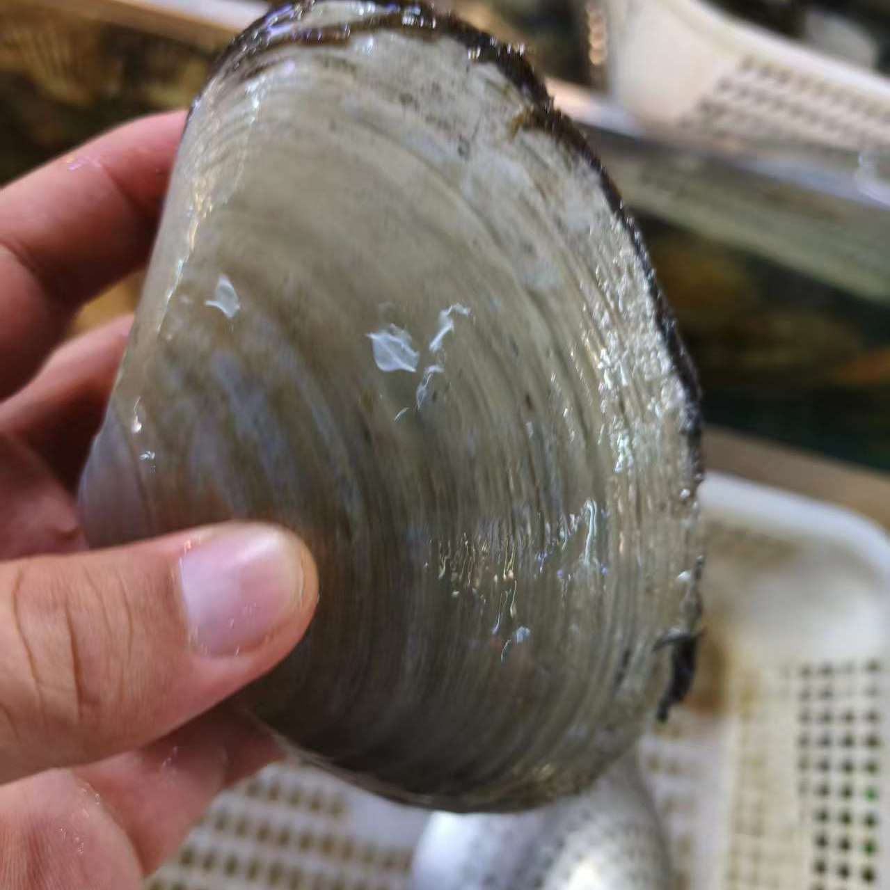 Fresh maple clams, arctic clams, Japanese sushi, sashimi, live clams