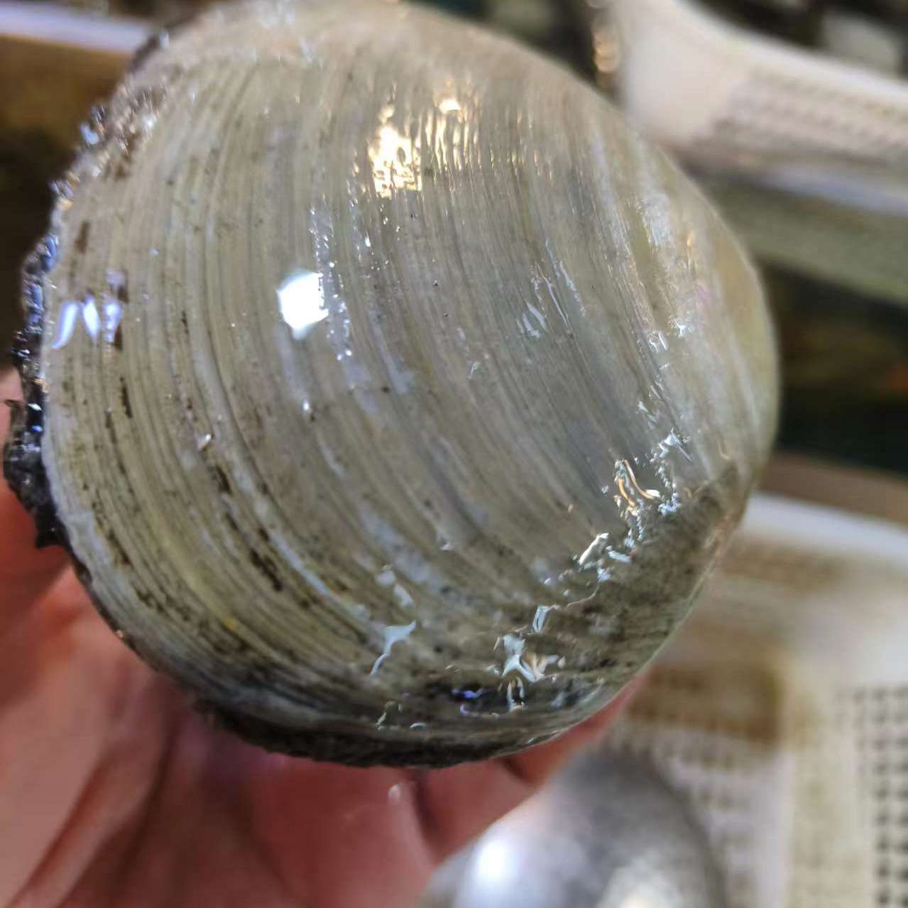 Fresh maple clams, arctic clams, Japanese sushi, sashimi, live clams