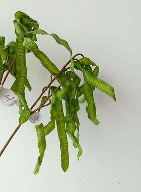 靓靓样板房1中豆角一枝绿色合欢1