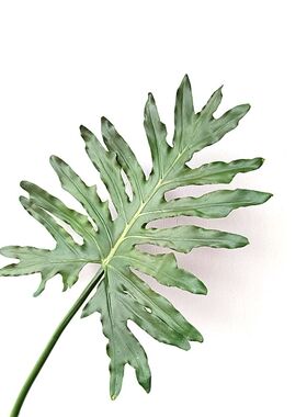 植超大春羽叶子仿真植