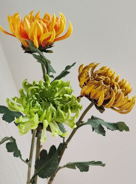 中式大菊花大朵仿真凤尾秋菊手感保湿PU单只富贵菊插花素材软装