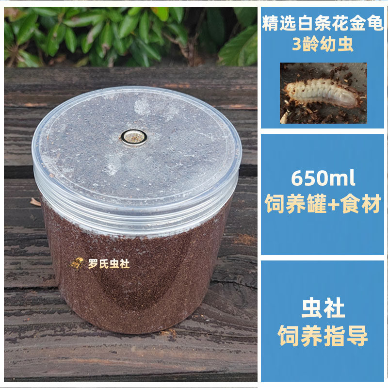 独角仙幼虫饲养罐套装送幼虫锹甲幼虫饲养套餐兜虫花金龟一罐到底,淘宝优惠券,粉丝福利购,淘宝优惠卷