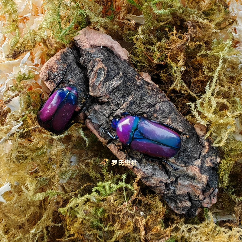 非阔花金龟成虫幼虫阿非力加非洲阔花金龟子甲虫饲养盒宠物活白条,淘宝优惠券,粉丝福利购,淘宝优惠卷