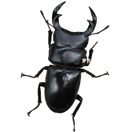 giant stag beetle backpack