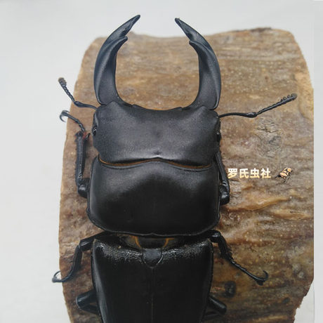 giant stag beetle backpack