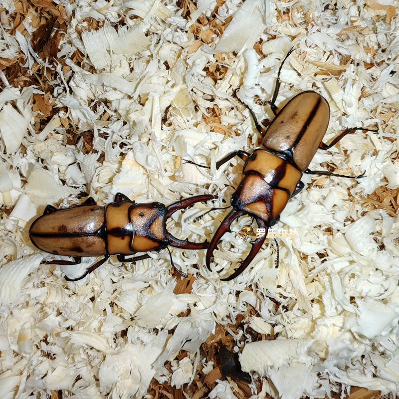 Y纹锯锹形虫两点赤锯锹甲成虫孔夫子PGK长颈鹿锯锹幼虫宠物昆甲虫,淘宝优惠券,粉丝福利购,淘宝优惠卷