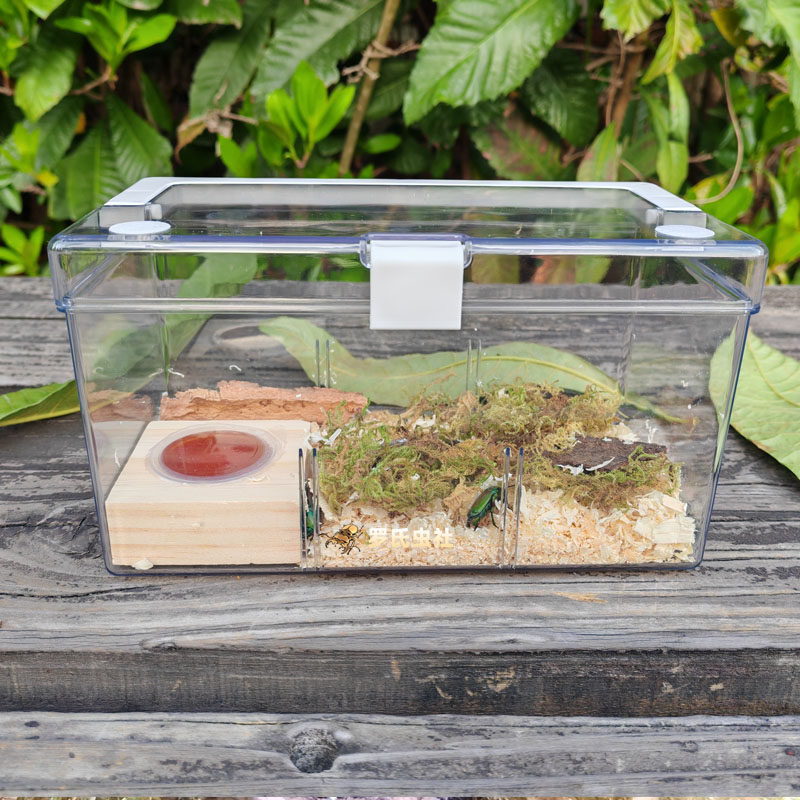 非阔花金龟成虫幼虫阿非力加非洲阔花金龟子甲虫饲养盒宠物活白条,淘宝优惠券,粉丝福利购,淘宝优惠卷