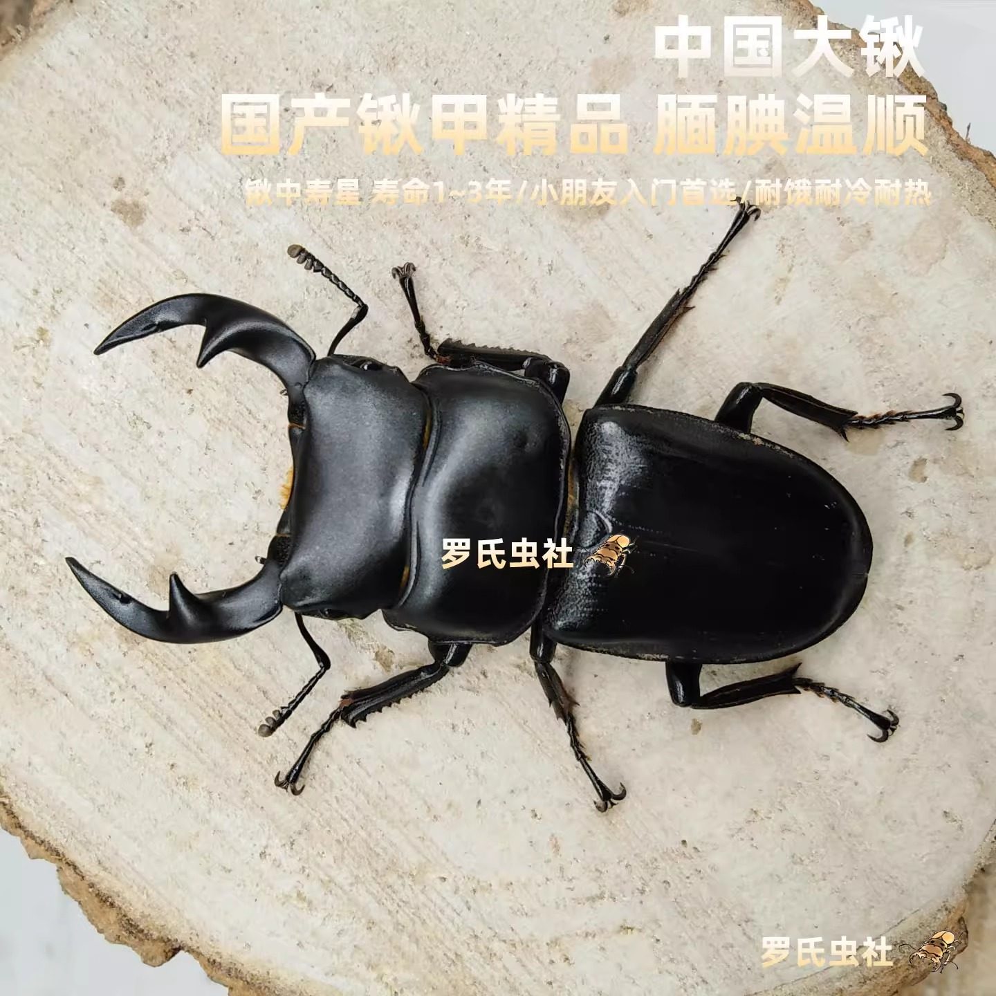 中国大扁锹甲中华扁锹形虫中国大锹甲成虫幼虫宠物昆虫甲虫活体仙,淘宝优惠券,粉丝福利购,淘宝优惠卷