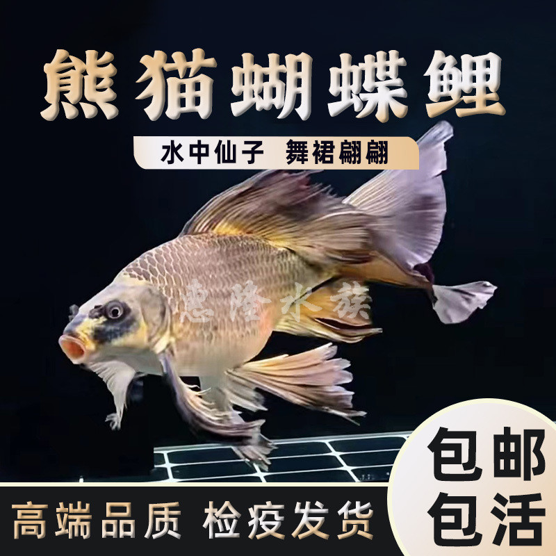 台湾蝴蝶鲤冷水观赏鱼短体大鳍大尾贵妃球体好养淡水鱼包活包邮 - 图0