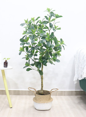 北欧室内客厅落地摆放仿真植物盆栽新款鸭脚木福禄桐塑料绿植盆景