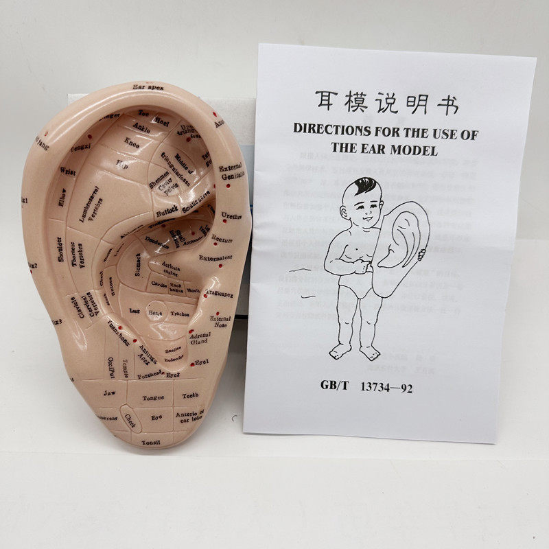 英文版耳穴模型17厘米耳朵模型模型软穴位,淘宝优惠券,粉丝福利购,淘宝优惠卷