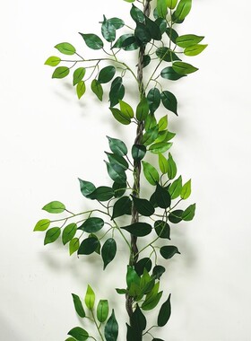 墙面绿植管道藤蔓装饰花藤阻燃榕树缠绕造景吊顶叶绿植垂吊薇妍