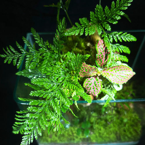 (热带雨林）苔藓植物微景观生态瓶玻璃花房创意办公绿植盆栽生日 - 图2