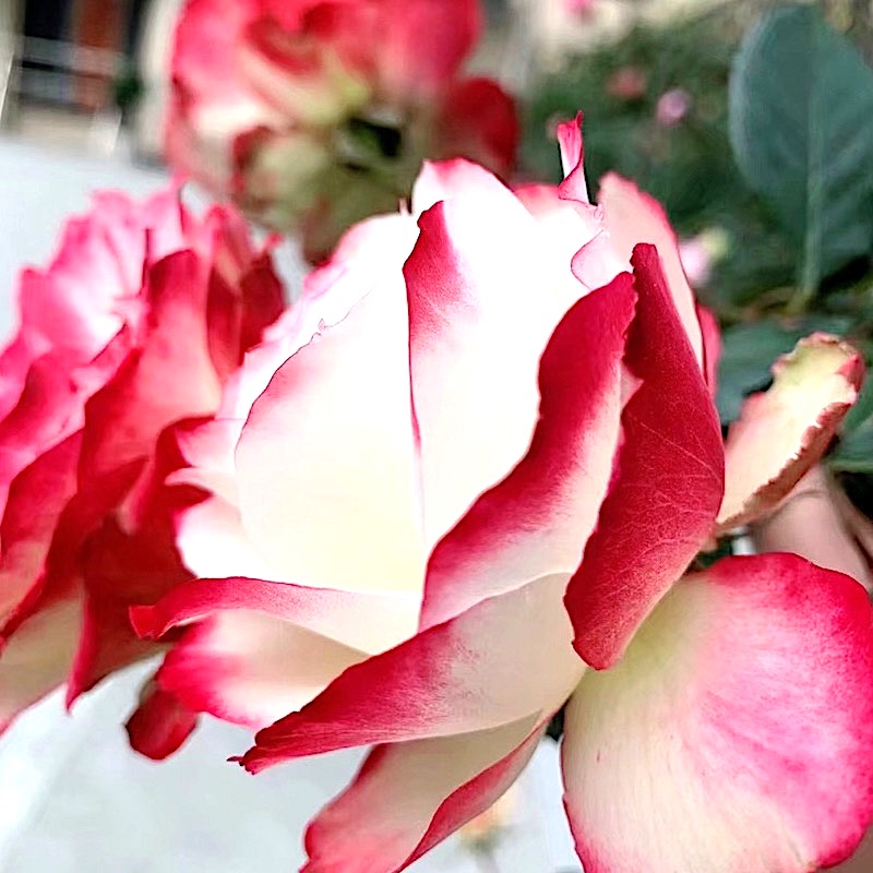 摩纳哥公爵月季阳台盆栽丰花玫瑰庭院地栽抗病勤花植物渐变色耐寒 - 图0