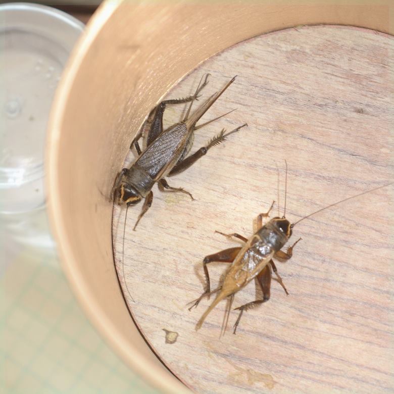 野外捕鸣虫蟋蟀油葫芦爬虫广东蟋蟀喂爬宠鸟蜥糖葫芦黑虫青斗蛐蛐 - 图2